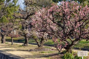 荒子公園、梅園、2月の春の花、名古屋市中川区の観光・撮影スポットの名所