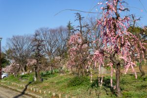 荒子公園、梅園、2月の春の花、名古屋市中川区の観光・撮影スポットの名所