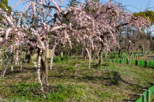荒子公園、梅園、2月の春の花、名古屋市中川区の観光・撮影スポットの名所