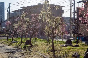 荒子公園、梅園、2月の春の花、名古屋市中川区の観光・撮影スポットの名所
