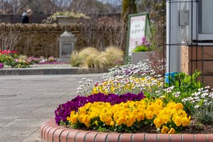 フローラルガーデンよさみ、2月春の花、愛知県刈谷市の観光・撮影スポットの画像と写真