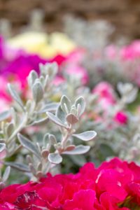 フローラルガーデンよさみ、2月春の花、愛知県刈谷市の観光・撮影スポットの画像と写真