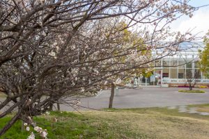 フローラルガーデンよさみ、梅、2月春の花、愛知県刈谷市の観光・撮影スポットの画像と写真