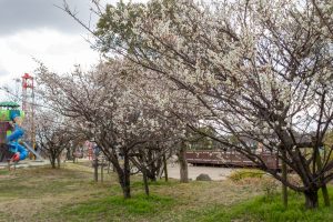 フローラルガーデンよさみ、梅、2月春の花、愛知県刈谷市の観光・撮影スポットの画像と写真