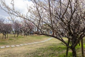 フローラルガーデンよさみ、梅、2月春の花、愛知県刈谷市の観光・撮影スポットの画像と写真