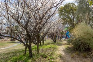 フローラルガーデンよさみ、梅、2月春の花、愛知県刈谷市の観光・撮影スポットの画像と写真