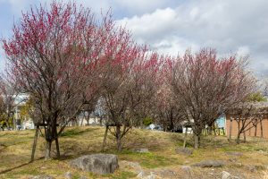 フローラルガーデンよさみ、梅、2月春の花、愛知県刈谷市の観光・撮影スポットの画像と写真