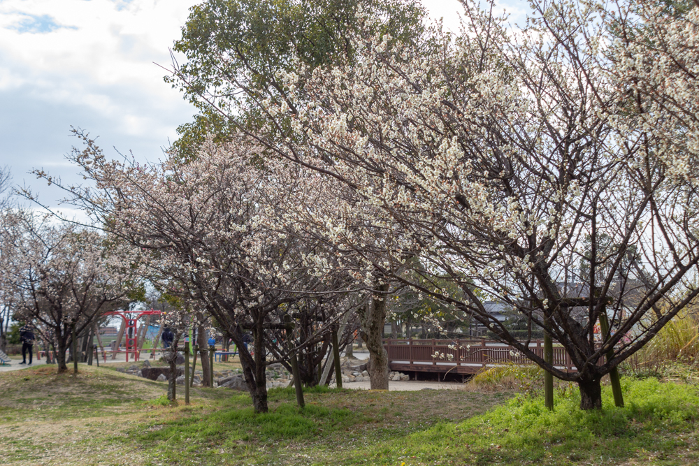 フローラルガーデンよさみ、梅、2月春の花、愛知県刈谷市の観光・撮影スポットの画像と写真