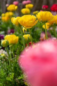 フローラルガーデンよさみ、2月春の花、愛知県刈谷市の観光・撮影スポットの画像と写真