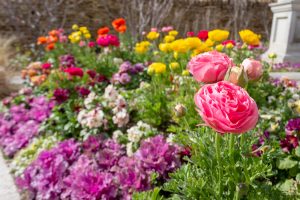 フローラルガーデンよさみ、2月春の花、愛知県刈谷市の観光・撮影スポットの画像と写真