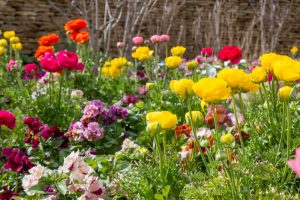 フローラルガーデンよさみ、2月春の花、愛知県刈谷市の観光・撮影スポットの画像と写真