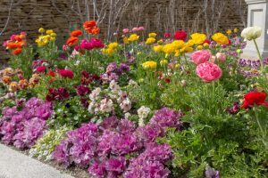 フローラルガーデンよさみ、2月春の花、愛知県刈谷市の観光・撮影スポットの画像と写真