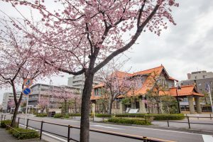 文化のみち二葉館、オオカンザクラ並木道、2月春の花、名古屋市東区の観光・撮影スポットの名所