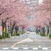 文化のみち二葉館、オオカンザクラ並木道、2月春の花、名古屋市東区の観光・撮影スポットの名所