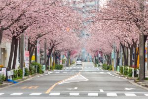 文化のみち二葉館、オオカンザクラ並木道、2月春の花、名古屋市東区の観光・撮影スポットの名所