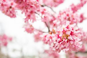 文化のみち二葉館、オオカンザクラ並木道、2月春の花、名古屋市東区の観光・撮影スポットの名所
