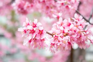 文化のみち二葉館、オオカンザクラ並木道、2月春の花、名古屋市東区の観光・撮影スポットの名所