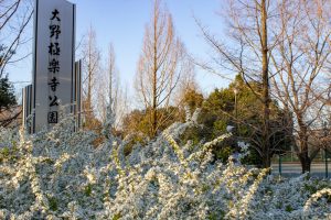 大野極楽寺公園、桜、3月の春の花、愛知県一宮市の観光・撮影スポットの画像と写真)