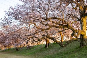 大野極楽寺公園、桜、3月の春の花、愛知県一宮市の観光・撮影スポットの画像と写真)