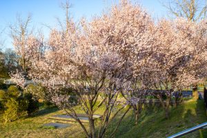 大野極楽寺公園、桜、3月の春の花、愛知県一宮市の観光・撮影スポットの画像と写真)