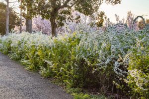 大野極楽寺公園、桜、3月の春の花、愛知県一宮市の観光・撮影スポットの画像と写真)