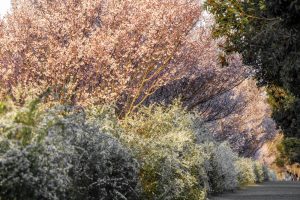 大野極楽寺公園、桜、3月の春の花、愛知県一宮市の観光・撮影スポットの画像と写真)