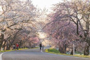大野極楽寺公園、桜、3月の春の花、愛知県一宮市の観光・撮影スポットの画像と写真)