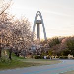 大野極楽寺公園、桜、3月の春の花、愛知県一宮市の観光・撮影スポットの画像と写真)