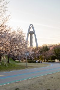 大野極楽寺公園、桜、3月の春の花、愛知県一宮市の観光・撮影スポットの画像と写真)