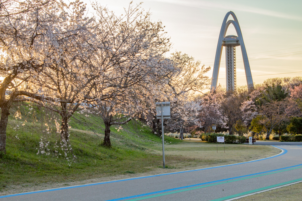 大野極楽寺公園、桜、3月の春の花、愛知県一宮市の観光・撮影スポットの画像と写真)