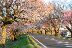 大野極楽寺公園、桜、3月の春の花、愛知県一宮市の観光・撮影スポットの画像と写真)