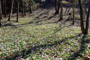 可児川下流域自然公園、 カタクリ群生地、鳩吹山、3月春の花、岐阜県可児市の観光・撮影スポットの名所