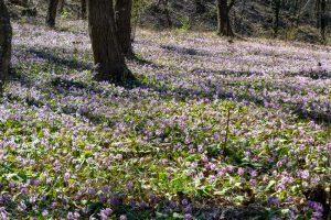 可児川下流域自然公園、 カタクリ群生地、鳩吹山、3月春の花、岐阜県可児市の観光・撮影スポットの名所