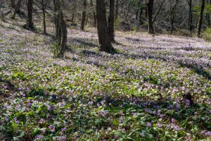 可児川下流域自然公園、 カタクリ群生地、鳩吹山、3月春の花、岐阜県可児市の観光・撮影スポットの名所
