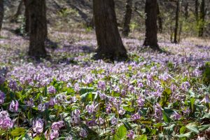 可児川下流域自然公園、 カタクリ群生地、鳩吹山、3月春の花、岐阜県可児市の観光・撮影スポットの名所