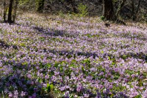 可児川下流域自然公園、 カタクリ群生地、鳩吹山、3月春の花、岐阜県可児市の観光・撮影スポットの名所