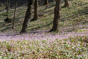 可児川下流域自然公園、 カタクリ群生地、鳩吹山、3月春の花、岐阜県可児市の観光・撮影スポットの名所
