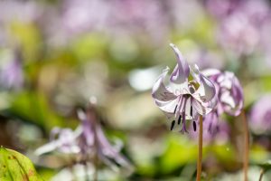 可児川下流域自然公園、 カタクリ群生地、鳩吹山、3月春の花、岐阜県可児市の観光・撮影スポットの名所