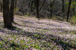 可児川下流域自然公園、 カタクリ群生地、鳩吹山、3月春の花、岐阜県可児市の観光・撮影スポットの名所