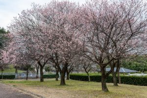 名古屋市平和公園、梅林、2月の春の花、名古屋市名東区の観光・撮影スポットの名所