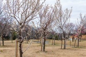 名古屋市平和公園、梅林、2月の春の花、名古屋市名東区の観光・撮影スポットの名所