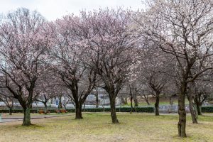 名古屋市平和公園、梅林、2月の春の花、名古屋市名東区の観光・撮影スポットの名所