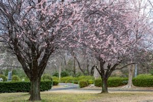 名古屋市平和公園、梅林、2月の春の花、名古屋市名東区の観光・撮影スポットの名所