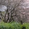 名古屋市平和公園、梅林、2月の春の花、名古屋市名東区の観光・撮影スポットの名所
