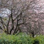 名古屋市平和公園、梅林、2月の春の花、名古屋市名東区の観光・撮影スポットの名所