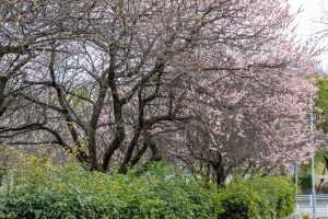 名古屋市平和公園、梅林、2月の春の花、名古屋市名東区の観光・撮影スポットの名所