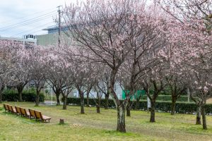 名古屋市平和公園、梅林、2月の春の花、名古屋市名東区の観光・撮影スポットの名所