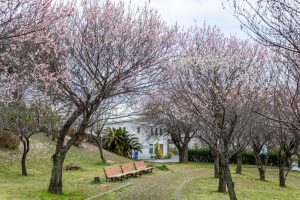 名古屋市平和公園、梅林、2月の春の花、名古屋市名東区の観光・撮影スポットの名所