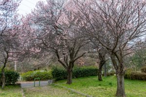 名古屋市平和公園、梅林、2月の春の花、名古屋市名東区の観光・撮影スポットの名所