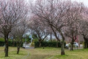 名古屋市平和公園、梅林、2月の春の花、名古屋市名東区の観光・撮影スポットの名所